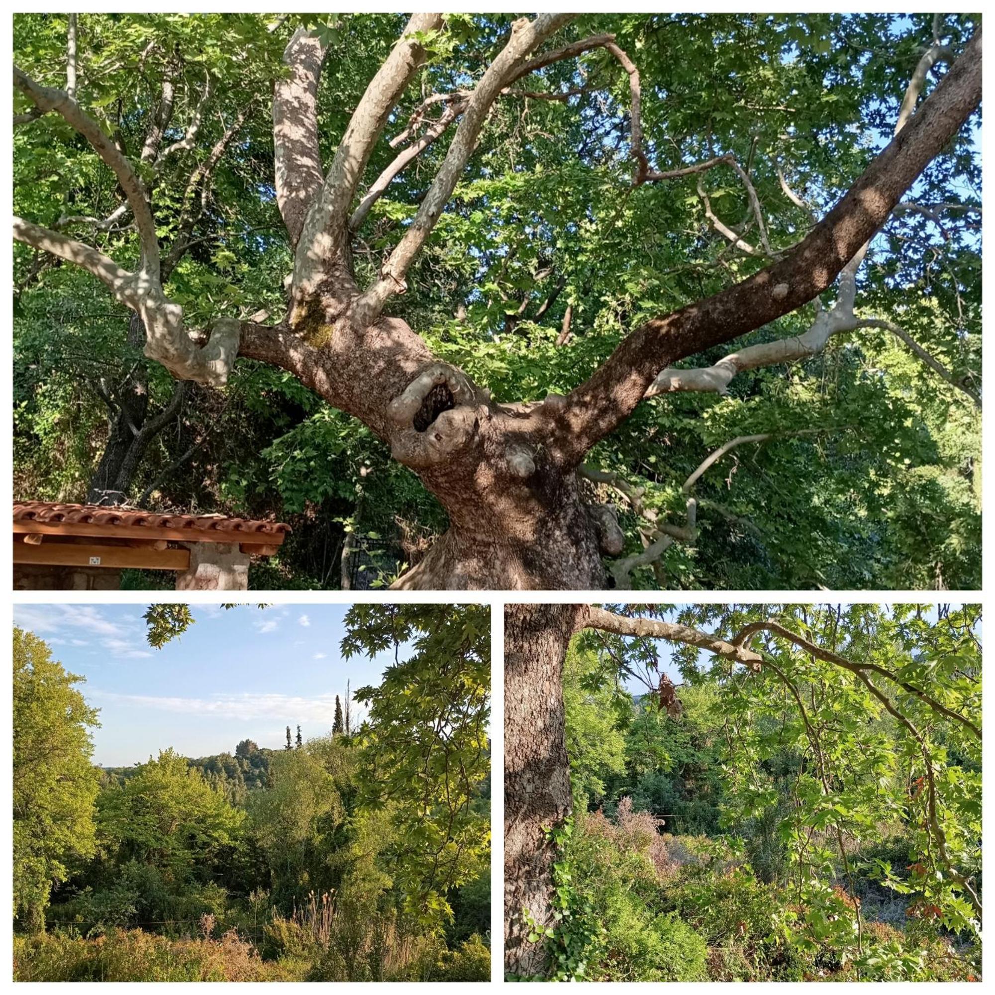 La Nature Konistres Bagian luar foto